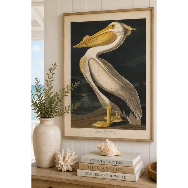 Vintage natural history artwork depicting the American White Pelican. The art is reproduced from Birds of America (1827)...