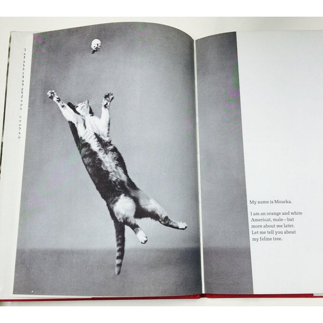 Autobiography of a cat in english image