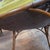Chartreuse Italian Hollywood Regency Faux Bamboo Chinese Chippendale Mohair Velvet X-Back Armchair, Circa 1970s For Sale - Image 8 of 9