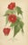 Introducing "Floral Masterpieces," a curated collection of six original antique prints from "Favourite Flowers of Garden...