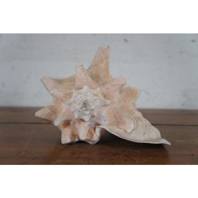 Vintage Queen Conch Shell Aliger Gigas Marine Arena Johns Pass Florida For Sale - Image 4 of 12
