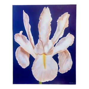 Clarence Measelle, Photorealism Still Life Acrylic Painting Flower Photo Realist Orchid, Vivid Blue