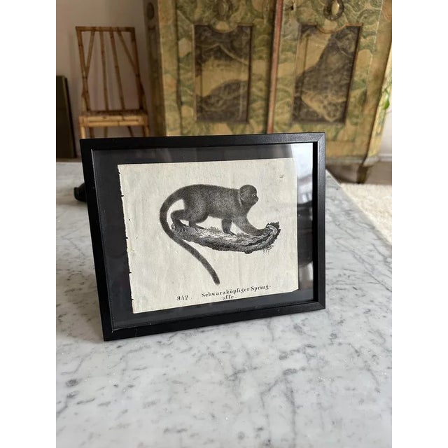 Monkey, 1831-35, Original Lithograph For Sale - Image 10 of 12