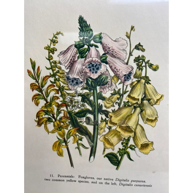 Mid 20th Century Two Framed Floral Prints For Sale - Image 5 of 10