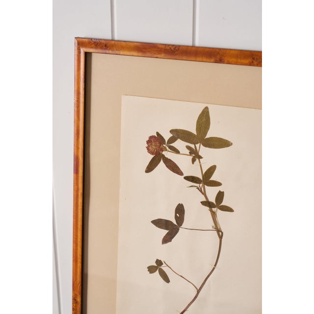 1920s Framed Herbarium (Finland, C. 1928-30) Float Mount in Custom Burl Frame For Sale - Image 5 of 6