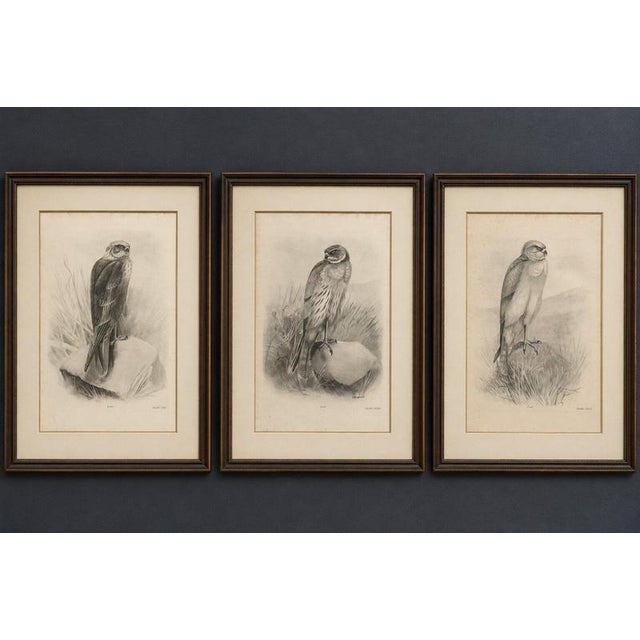 Set of three british harrier bird lithographs by stonham, 1908 : a decorative set of three antique bird plates from...