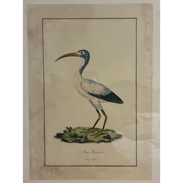 Striking large-format ornithological print by Natural Curiosities, depicting the historic “Abou Hannes,” or Sacred Ibis,...