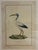 Striking large-format ornithological print by Natural Curiosities, depicting the historic “Abou Hannes,” or Sacred Ibis,...