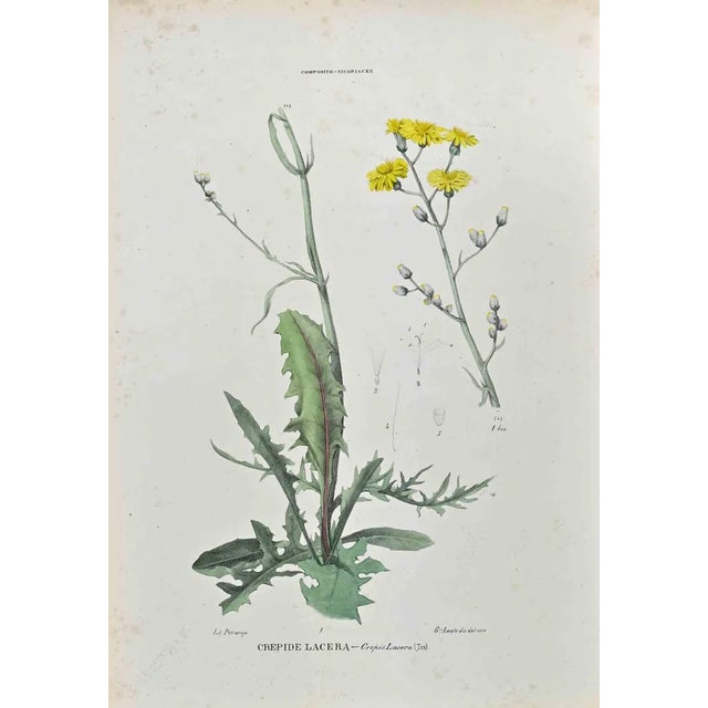 Vincenzo Tenore, The Chicoryaceae, Lithograph, 1870s For Sale