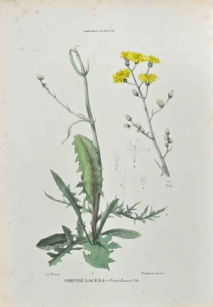 Vincenzo Tenore, The Chicoryaceae, Lithograph, 1870s