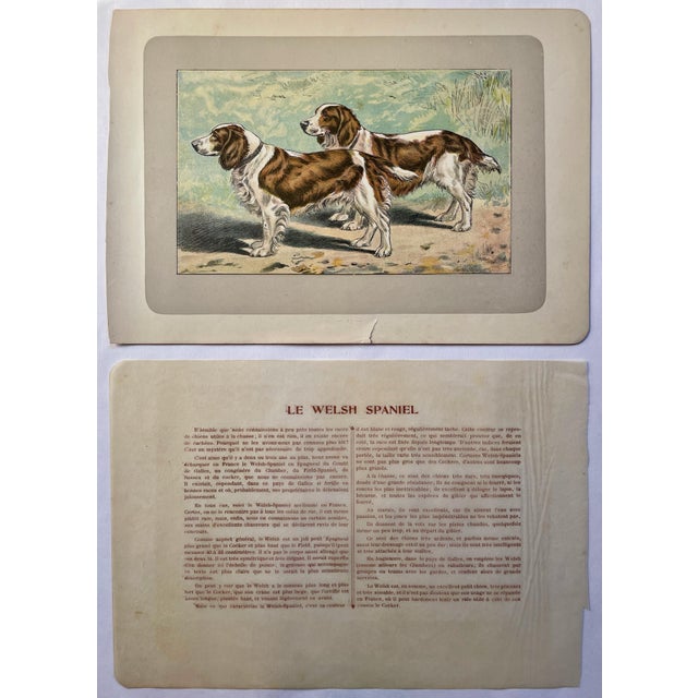 This handsome photogravure printed page is illustrated by P. Mahler, a German artist. The subject is of two Welsh Spaniel...