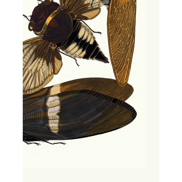 Not Yet Made - Made To Order Insects Plate 01 by Emile-Allain Séguy, Vintage Art Print Reproduction, 18" × 24" For Sale - Image 5 of 6