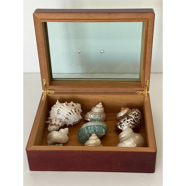 Contemporary Large Sea Shells Specimens in Mahogany Box For Sale - Image 3 of 5
