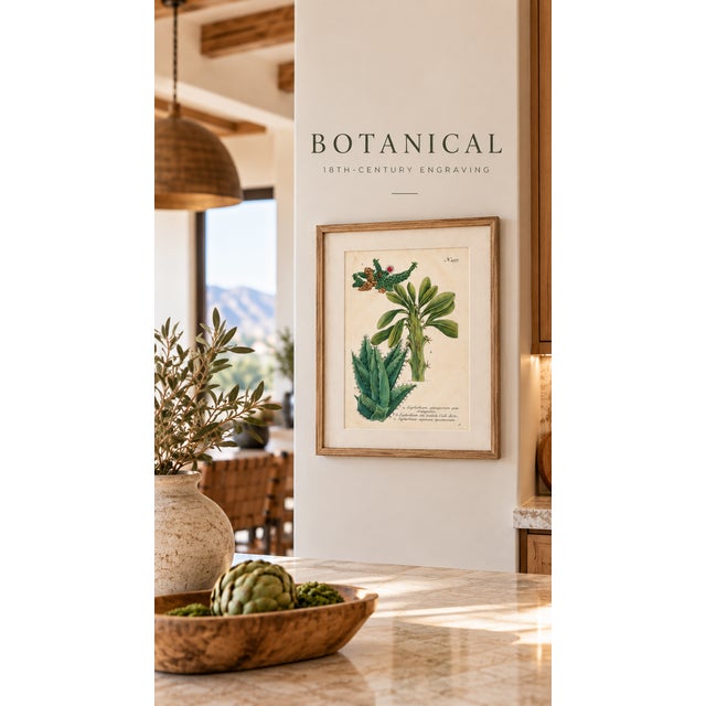 An exquisite original 18th-century botanical copperplate engraving featuring three distinctive varieties of Euphorbia,...