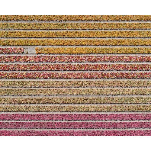 Bernhard Lang, av_tulip_fields_016 Size B, Limited Edition Fine Art Photograph Print For Sale - Image 11 of 11