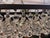 Modern Ochre Arctic Pear Oval Chandelier For Sale - Image 3 of 12