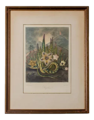 The Hirsute Stapelia, Robert John Thornton, 1807