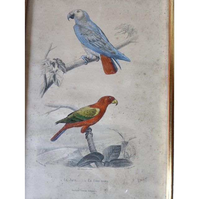 Buffon, Animal Composition, 1853, Pigment Prints, Framed, Set of 2 For Sale - Image 3 of 18