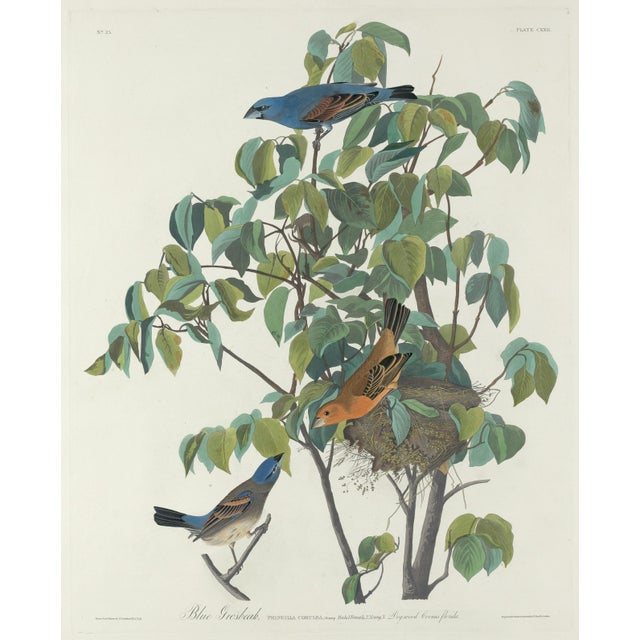 Gemstone Vintage Reproductions 1966 John James Audubon Bird Prints Featuring Owls - Collection of 4 For Sale - Image 7 of 9