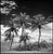 Paul Cooklin, Coconut Trees, Santa Maria, Edition of 50 For Sale - Image 7 of 7