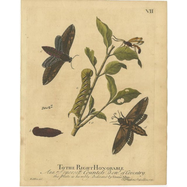 Albin, Moths: Deaths-Head Hawk, Elephant Hawk, 1720, Prints, Set of 4 For Sale - Image 4 of 10