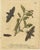 Albin, Moths: Deaths-Head Hawk, Elephant Hawk, 1720, Prints, Set of 4 For Sale - Image 4 of 10