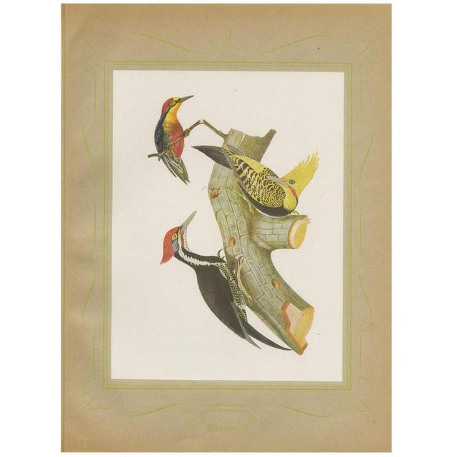 After Descourtilz, Woodpeckers, 1944, Print For Sale - Image 12 of 12