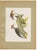 After Descourtilz, Woodpeckers, 1944, Print For Sale - Image 12 of 12
