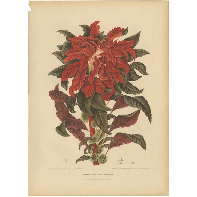 Berthe Hoola van Nooten, Joseph's Coat, 1880, Chromolithograph For Sale - Image 9 of 9