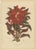 Berthe Hoola van Nooten, Joseph's Coat, 1880, Chromolithograph For Sale - Image 9 of 9