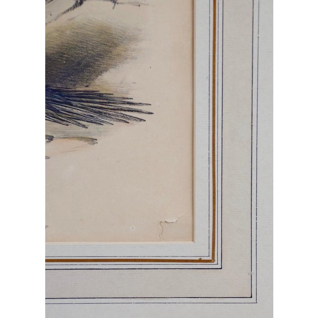 White Three Gould Hand-Colored Lithographs From Birds of Australia and New Zealand, 1840-1848 For Sale - Image 8 of 12