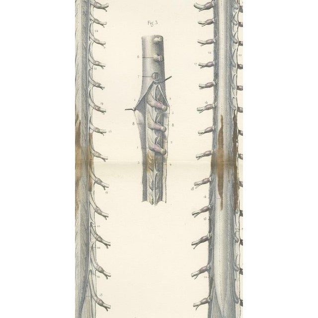 Hirschfeld and Leveille, Spinal Nerve Roots Along the Whole Cord, Hirschfeld Double Folding Plate, 1866, Paper For Sale - Image 4 of 12