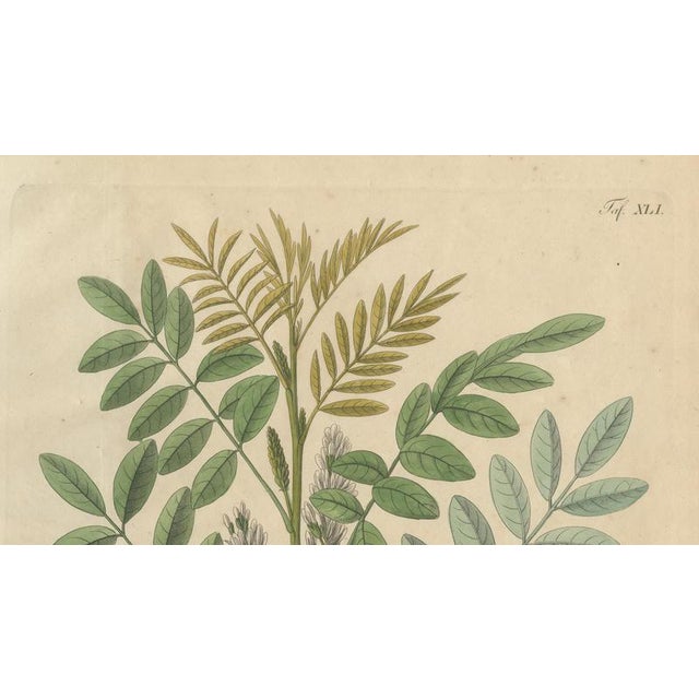 Glycyrrhiza Glabra & Echinata, 1800s, Paper For Sale - Image 3 of 10