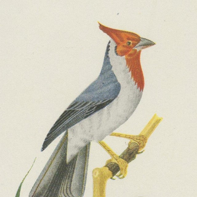 Brazilian Bird Print with Cardinals and Finches by Descourtilz, 1944 For Sale - Image 3 of 12