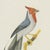 Brazilian Bird Print with Cardinals and Finches by Descourtilz, 1944 For Sale - Image 3 of 12