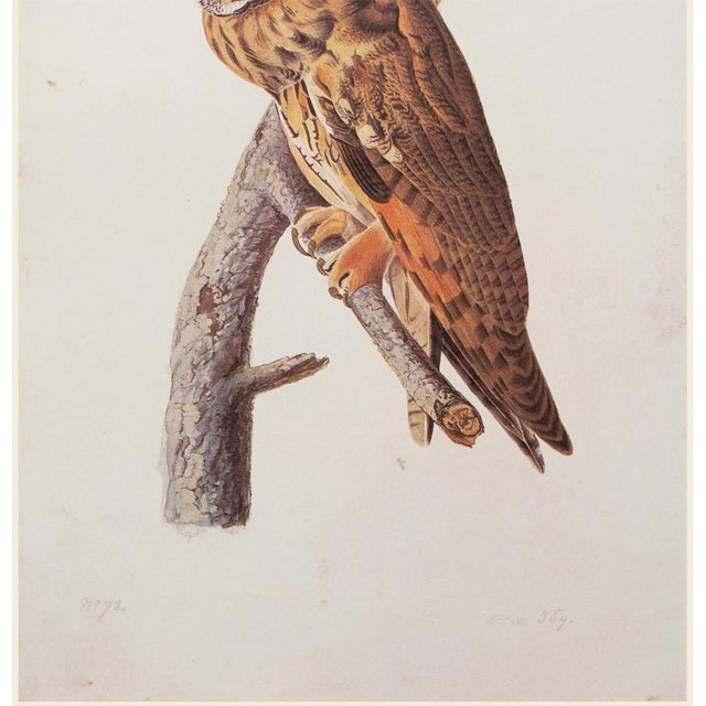 John James Audubon Long-Eared Owl After John J. Audubon, 1966 Cottage Print For Sale - Image 4 of 10
