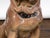 Vintage English Midcentury Sitting Bulldog Pottery Statue with Black Collar For Sale In Atlanta - Image 6 of 10
