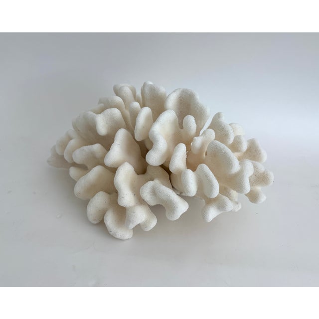 This large natural Pacific Elk coral has a unique shape, almost a "U", as seen in the last photo. The unique organic...