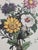 19th Century Jean Louis Prevost "Asters, Sunflower, and White Mallow" 19th Century Botanical Print For Sale - Image 5 of 6