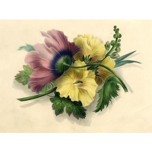 James Holland OWS, Hibiscus & Poppy Flower, 1825, Watercolour Painting For Sale - Image 4 of 4