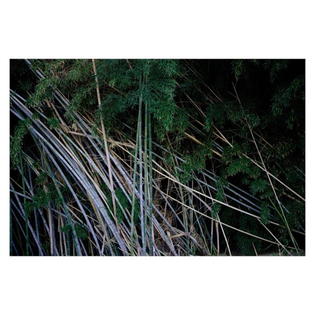 Not Yet Made - Made To Order "Boo", Abstract Nature Photograph 40" X 60" by Mark Frohman For Sale - Image 5 of 5