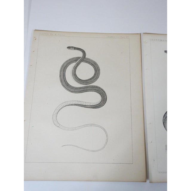 Set of 3 antique mid 19th century lithograph on paper of snakes book plates. Published by the US Pacific Railroad...