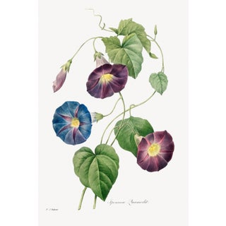 Star-Glory Morning-Glory, Vintage Botanical Art Print Reproduction by Pierre-Joseph Redouté, 16" X 24" For Sale