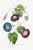 Star-Glory Morning-Glory, Vintage Botanical Art Print Reproduction by Pierre-Joseph Redouté, 16" X 24" For Sale