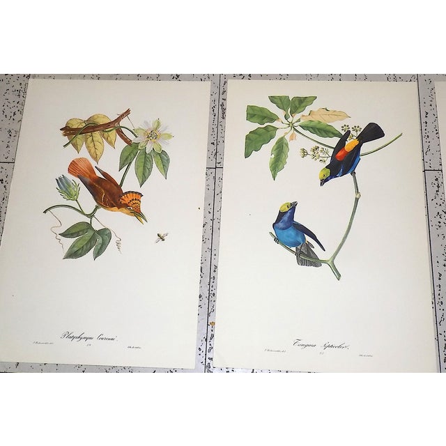 Vintage Mid 20th C. Imperial Folio American Tropical Bird Lithographs - Set of 12 (11.25” X 17.25”) For Sale In Cincinnati - Image 6 of 10