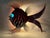Mid-Century Red Fish with Aquamarine Eye Wall Light, 1950s For Sale - Image 12 of 14