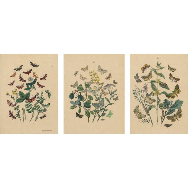 Anst. v. Hochdanz, Moths & Butterflies on Wildflowers, 1883, Paper, Set of 3 For Sale - Image 9 of 9