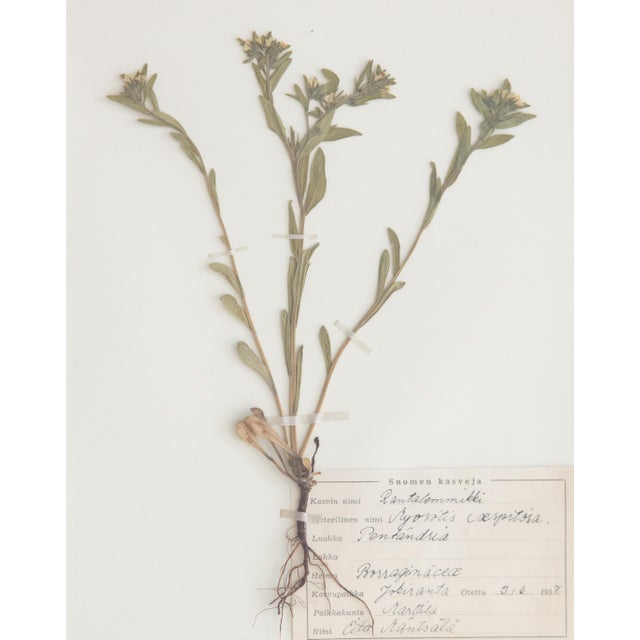 Custom Framed Vintage Finnish Herbarium Botanical Specimens, Set of Four For Sale - Image 9 of 16