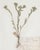 Custom Framed Vintage Finnish Herbarium Botanical Specimens, Set of Four For Sale - Image 9 of 16