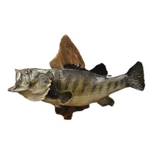 Vintage Largemouth Bass Real Skin Wall Mount Taxidermy Fishing Wall Decor